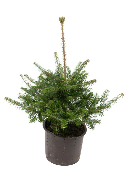 Juletræ mix 19 cm potte